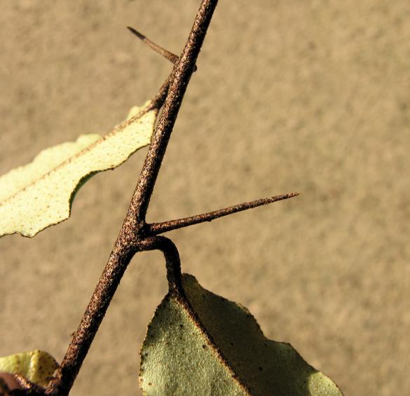 <i>Elaeagnus pungens</i>