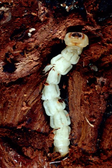 <i>Agrilus biguttatus</i> na <i>Quercus robur</i>