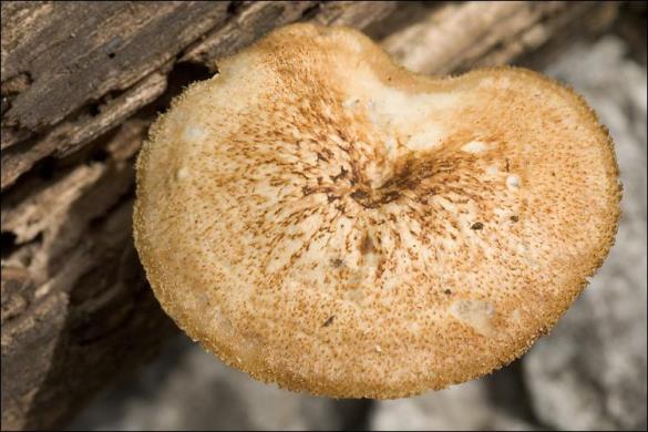 Polyporus arcularius