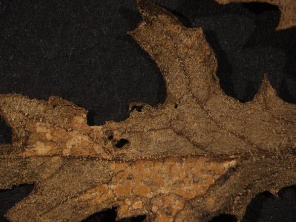 Coleosporium senecionis