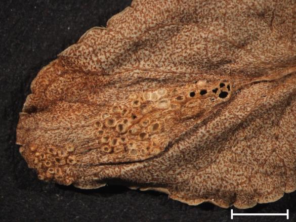 Aecidium violae 
