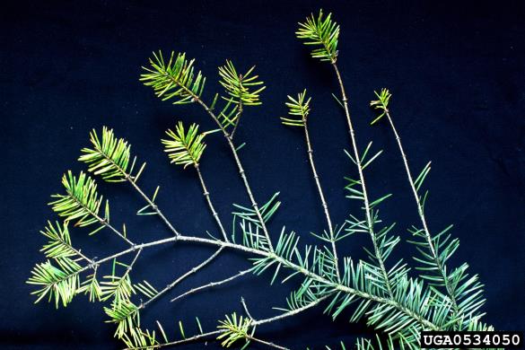 <i>Rhabdocline pseudotsugae</i> na <i>Pseudotsuga menziesii</i>