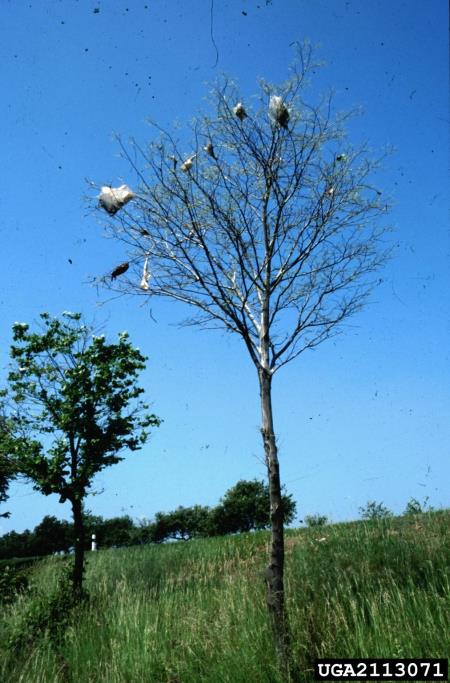 dlakoritec ali brezov veščec (<i>Eriogaster lanestris</i>) na <i>Tilia</i> spp.