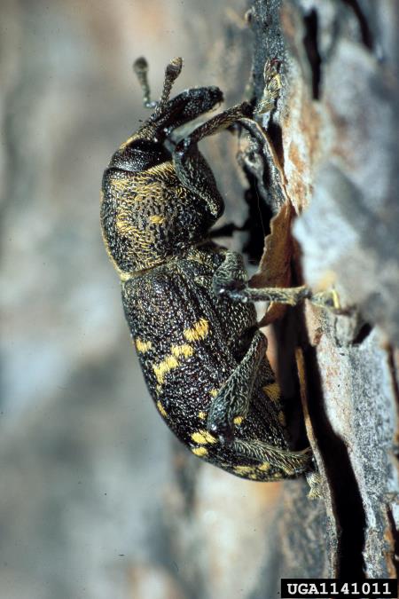 veliki rjavi rilčkar (<i>Hylobius abietis</i>)