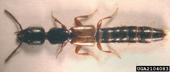 <i>Nudobius lentus</i>