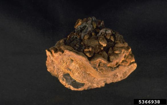 borov plutač (<i>Phellinus pini</i>)