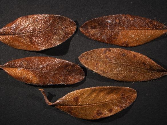 Chrysomyxa rhododendri 