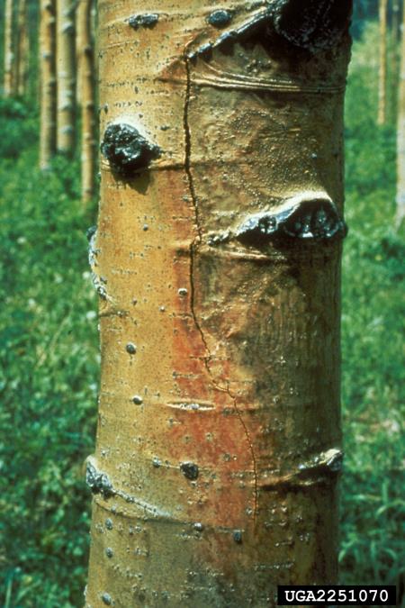 sušica topolovih vej (<i>Valsa sordida</i>) na <i>Populus</i> spp.