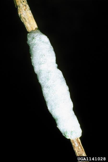 vrbov prelec (<i>Leucoma salicis</i>)