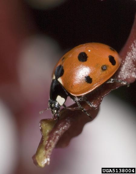 sedmeropikčasta polonica (<i>Coccinella septempunctata</i>)