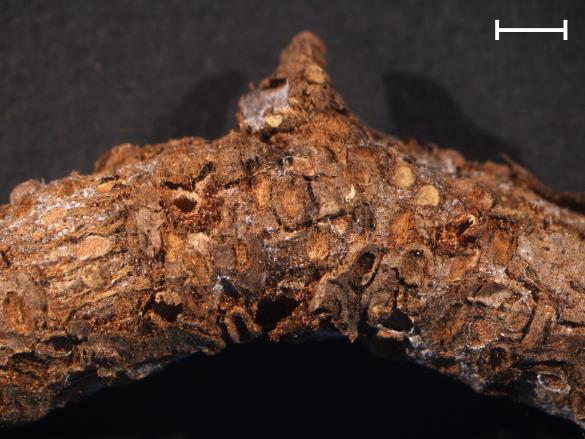 Gymnosporangium sp.