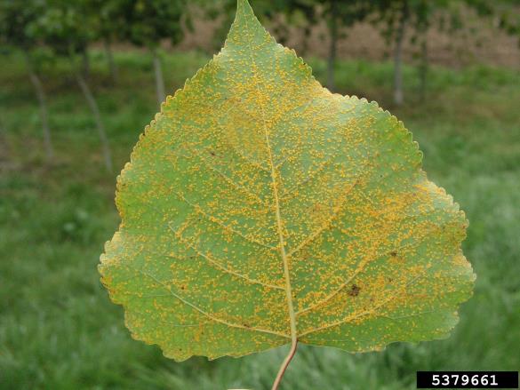 <i>Melampsora laricis-populina</i> na <i>Populus</i> spp.