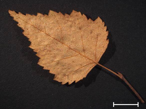Melampsora betulina