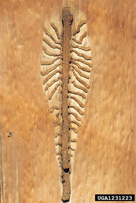 osmerozobi smrekov lubadar ali knaver (<i>Ips typographus</i>)