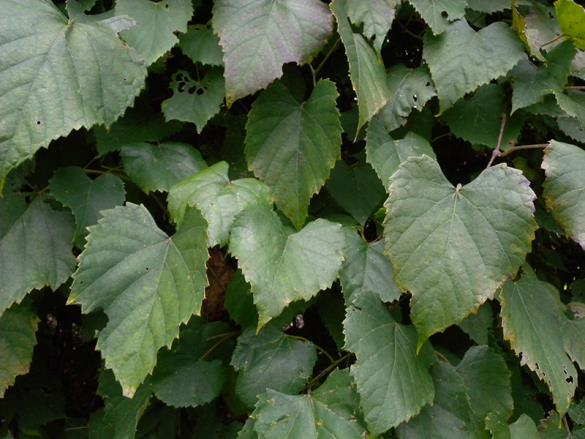 <i>Vitis vulpina</i>