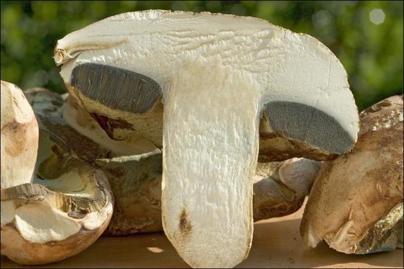 Boletus radicans