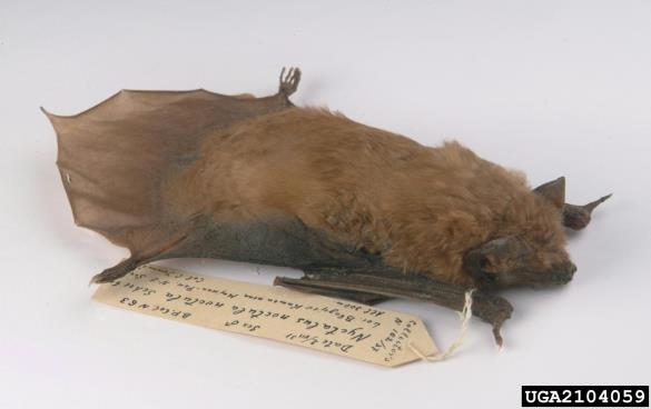 navadni mračnik (<i>Nyctalus noctula</i>)