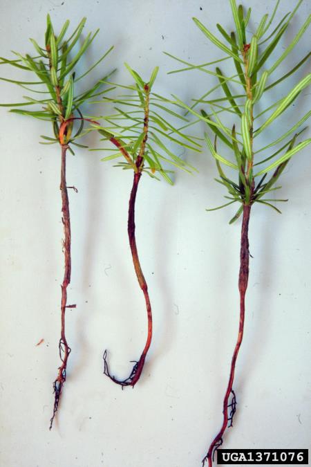 zažetina sadik (<i>Truncatella hartigii</i>) na <i>Abies alba</i>