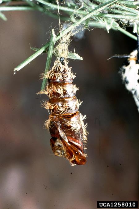 smrekov prelec (<i>Lymantria monacha</i>)