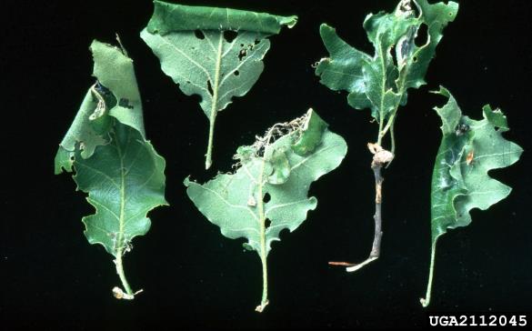 zeleni hrastov zavijač (<i>Tortrix viridana</i>) na <i>Quercus</i> spp.