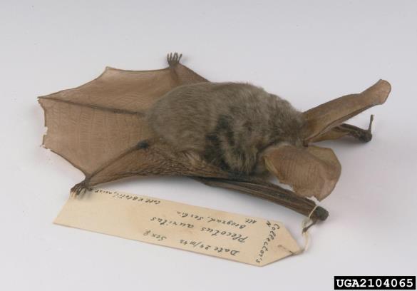 rjavi uhati netopir (<i>Plecotus auritus</i>)