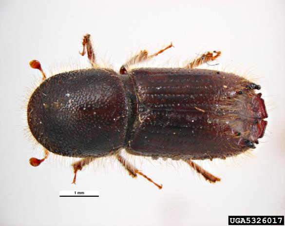 dvanajsterozobi borov lubadar (<i>Ips sexdentatus</i>)