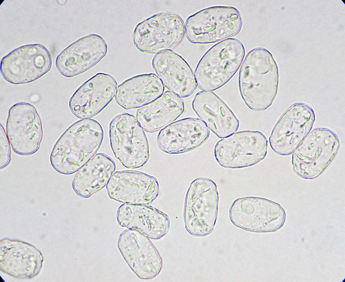 <i>Podosphaera leucotricha</i>