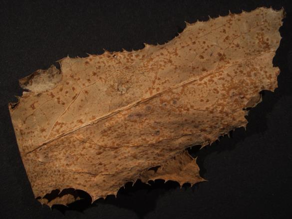 Coleosporium sonchi