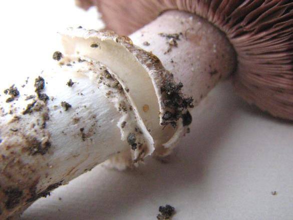 Agaricus bitorquis
