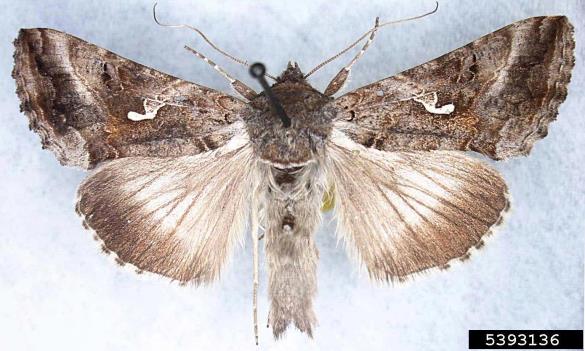 glagolka (<i>Autographa gamma</i>)