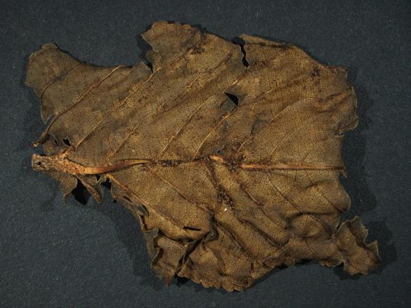 Aecidium rhamni