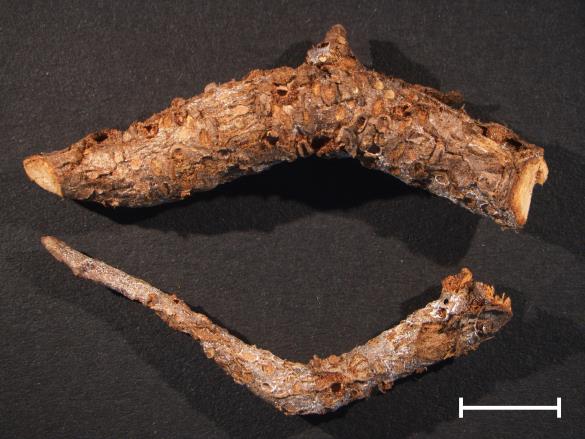 Gymnosporangium sp.