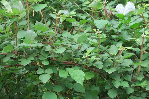 <i>Rubus phoenicolasius</i>