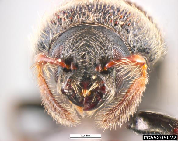 <i>Phloeotribus scarabaeoides</i>