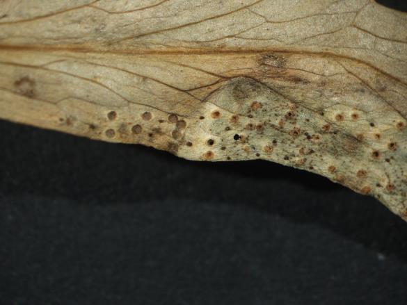Aecidium quadrifidum