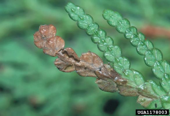 <i>Argyresthia thuiella</i>