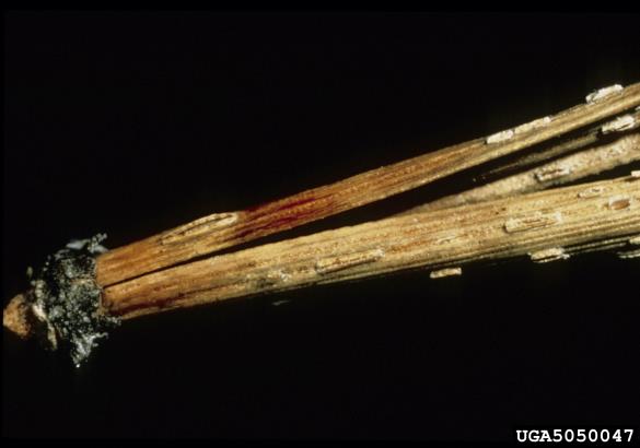 <i>Cyclaneusma minus</i>