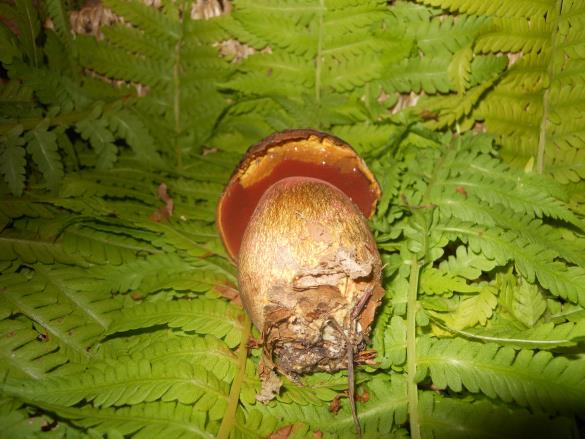 Boletus erythropus