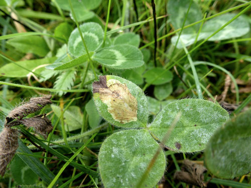 <i>Erysiphe trifolii</i>