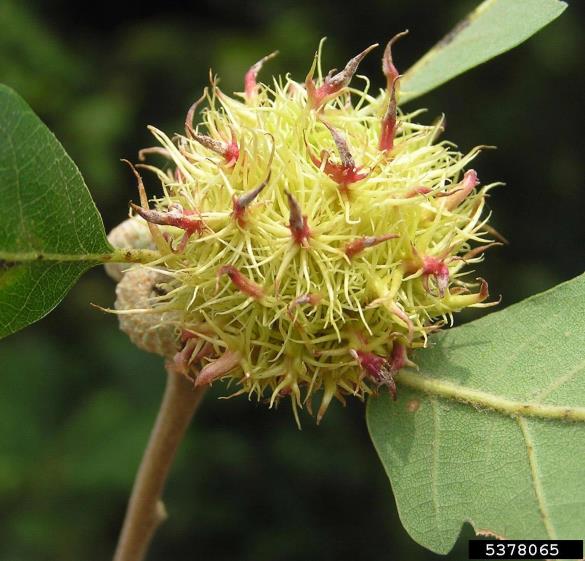 <i>Andricus caputmedusae</i> na <i>Quercus</i> spp.