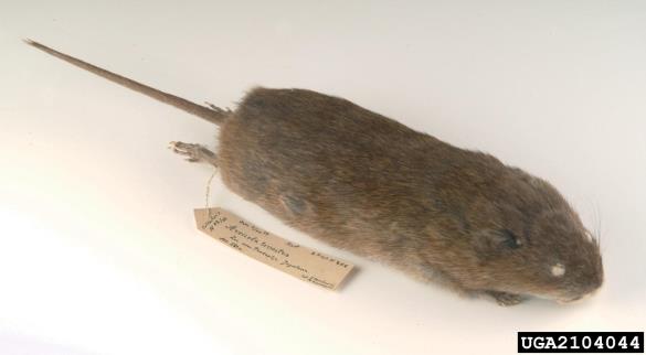 veliki voluhar (<i>Arvicola terrestris</i>)