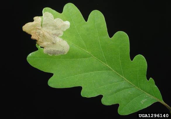 hrastov rilčkar skakač (<i>Rhynchaenus quercus</i>)