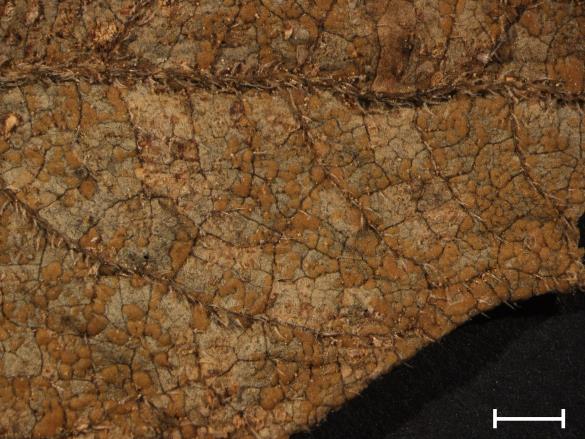 Coleosporium campanulae