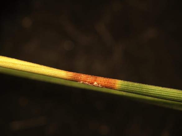 Mycosphaerella pini