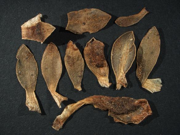 Aecidium primulae