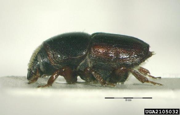 veliki brestov beljavar (<i>Scolytus scolytus</i>)