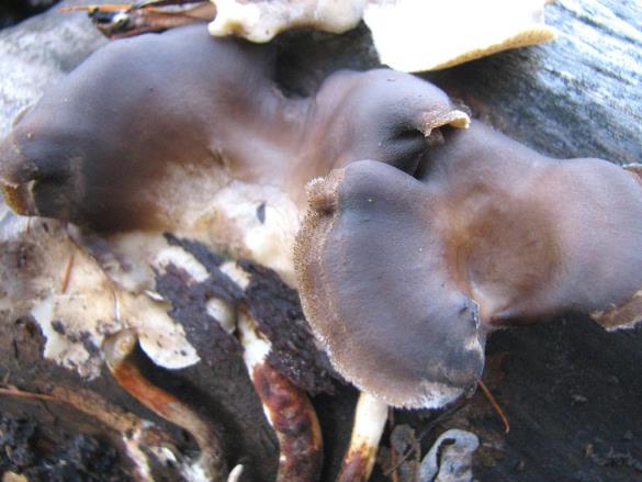 Polyporus badius