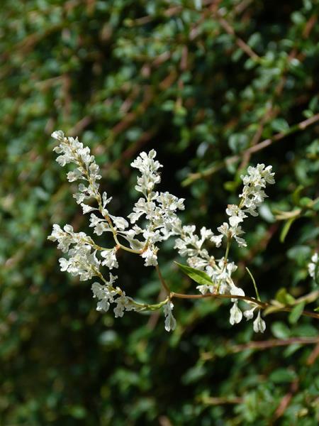 <i>Fallopia baldschuanica</i>