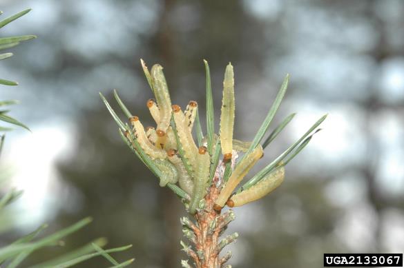 navadna borova grizlica (<i>Diprion pini</i>) na <i>Pinus sylvestris</i>