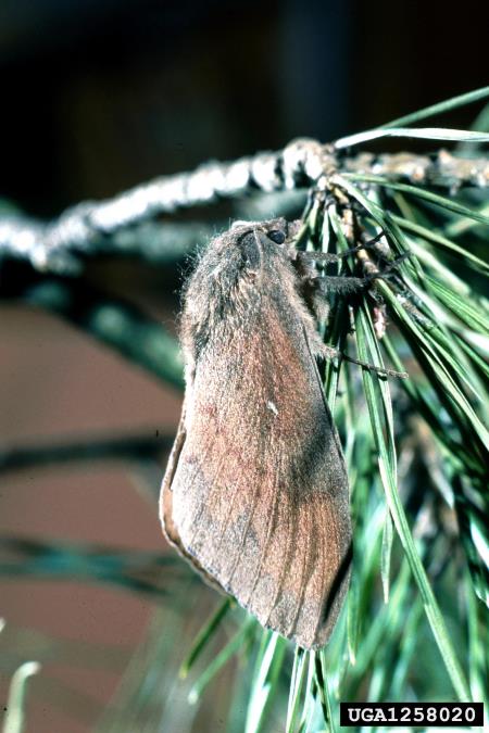 borov veščec (<i>Dendrolimus pini</i>)